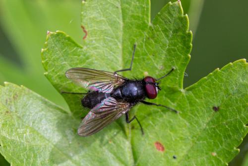 Réf. 247 749 : Hydrotaea sp.